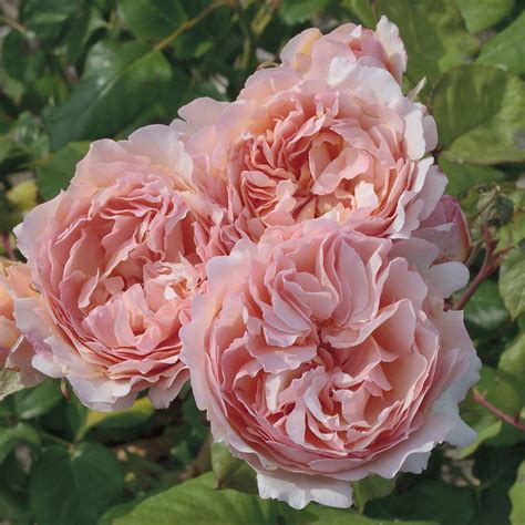 princess charlene de monaco rose for sale uk
